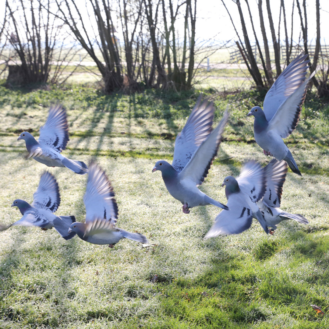 The Natural course of the moult in pigeons
