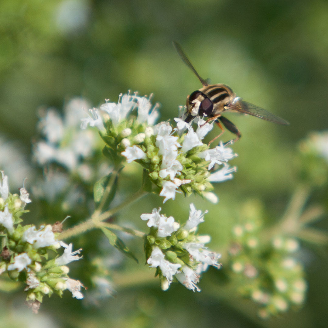 The power of propolis