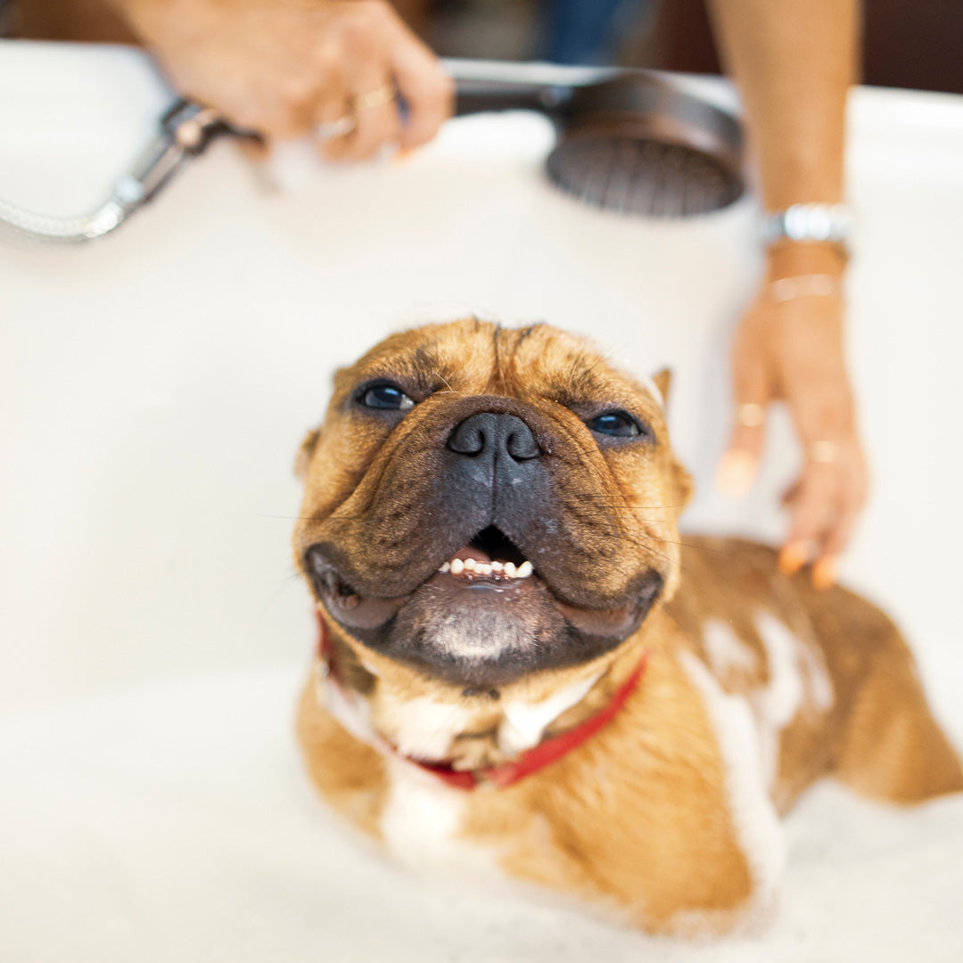 4 tips for washing your dog