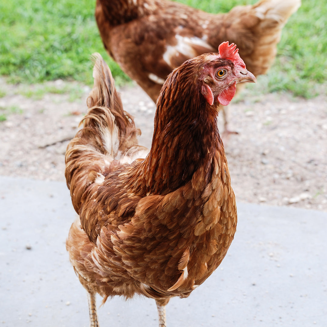 Chickens through the Moulting Season