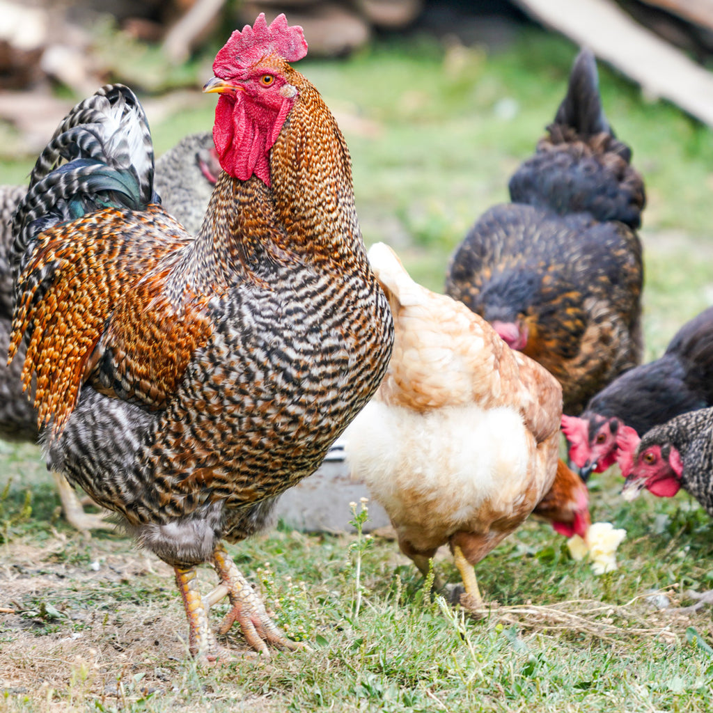 Poultry Faq Poultry FAQ (frequently asked questions) – Ropavet-uk